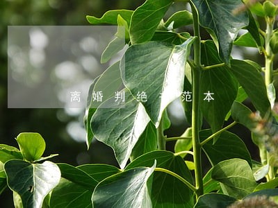 离婚判绝书范本 离婚判绝书范本