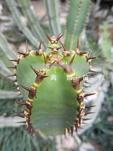 离婚前原告意外怀孕 离婚前原告意外怀孕