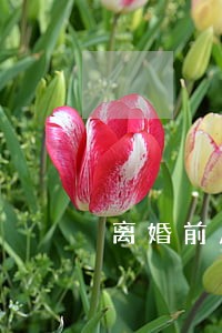 离婚前房子不给女方怎么办 离婚前房子不给女方怎么办
