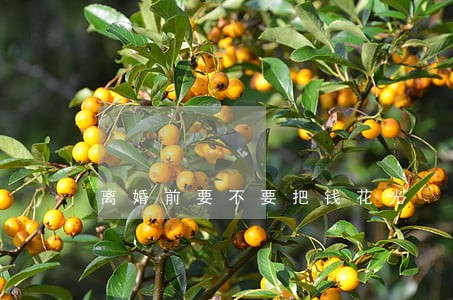 离婚前要不要把钱花光 离婚前要不要把钱花光
