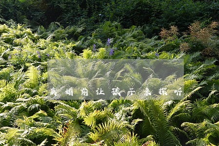 离婚前让孩子来探听 离婚前让孩子来探听