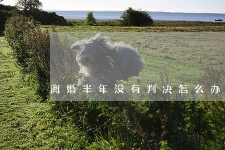 离婚半年没有判决怎么办 离婚半年没有判决怎么办