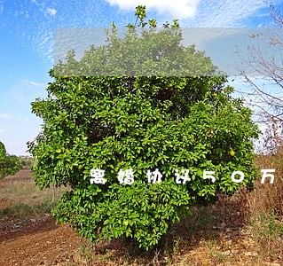 离婚协议50万逾期