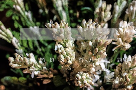 离婚协议中常见的问题八