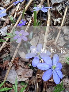 离婚协议书什么样的好