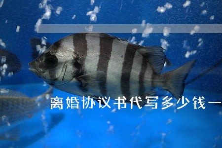 离婚协议书代写多少钱一本 离婚协议书代写多少钱一本