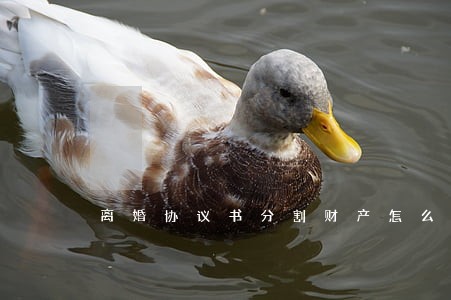 离婚协议书分割财产怎么写模板