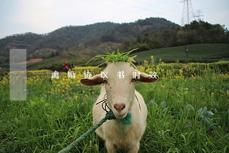 离婚协议书时效 离婚协议书时效