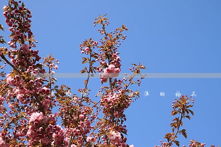 离婚协议书标准的格式 离婚协议书标准的格式