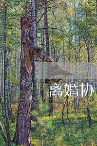 离婚协议书背后的真实故事 离婚协议书背后的真实故事