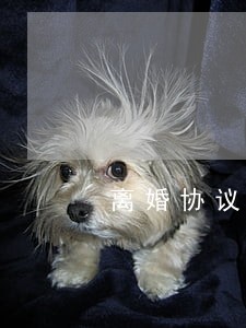 离婚协议孩子归母亲怎么写 离婚协议孩子归母亲怎么写