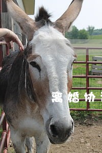 离婚协议孩子抚养费问题 离婚协议孩子抚养费问题