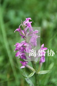 离婚协议必须是书面的么 离婚协议必须是书面的么
