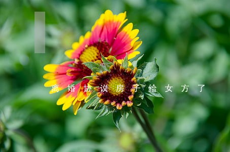 离婚协议房子给女方了 离婚协议房子给女方了
