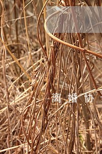 离婚协议是否需要公证 离婚协议是否需要公证