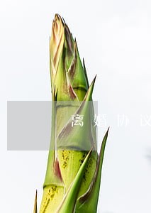 离婚协议未履行起诉时效