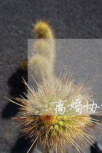 离婚协议的爱情 离婚协议的爱情