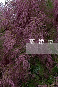 离婚协议老头喝酒喝醉