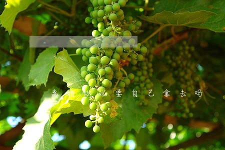离婚协议要自己拿去吗 离婚协议要自己拿去吗