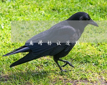 离婚协议逾期 离婚协议逾期