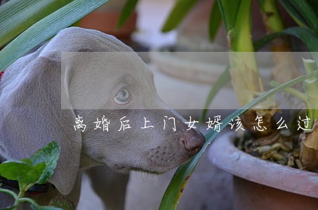 离婚后上门女婿该怎么过年 离婚后上门女婿该怎么过年
