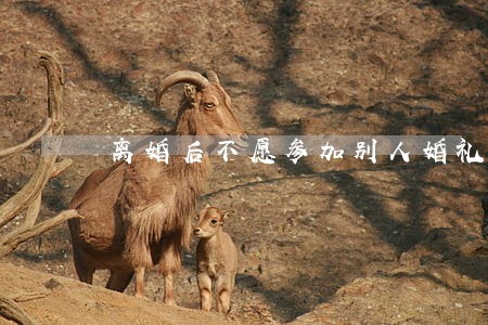 离婚后不愿参加别人婚礼 离婚后不愿参加别人婚礼
