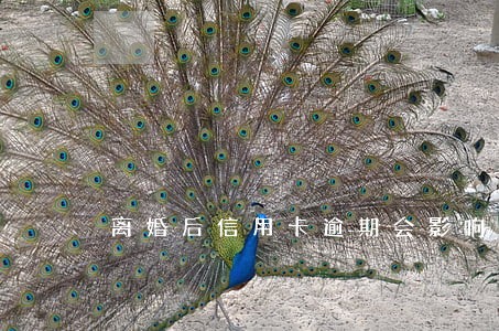 离婚后信用卡逾期会影响子女 离婚后信用卡逾期会影响子女