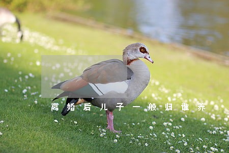 离婚后儿子一般归谁养 离婚后儿子一般归谁养