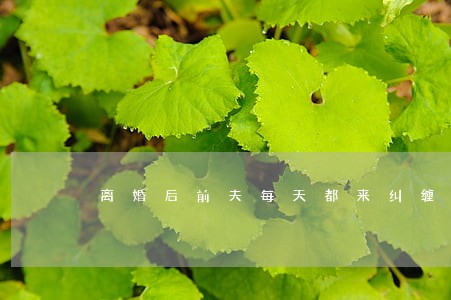 离婚后前夫每天都来纠缠我 离婚后前夫每天都来纠缠我