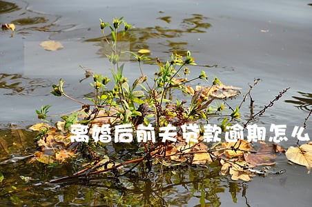 离婚后前夫贷款逾期怎么办