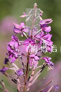 离婚后前妻却和别人有了宝宝 离婚后前妻却和别人有了宝宝