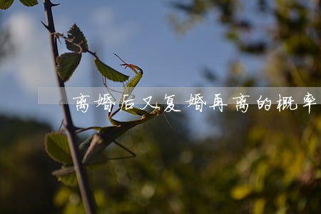 离婚后又复婚再离的概率 离婚后又复婚再离的概率