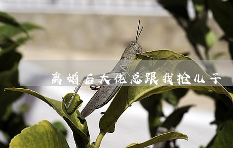 离婚后大佬总跟我抢儿子 离婚后大佬总跟我抢儿子