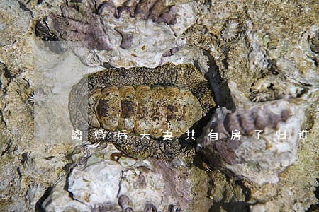 离婚后夫妻共有房子归谁 离婚后夫妻共有房子归谁