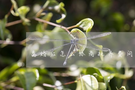 离婚后怎么协商抚养费问题 离婚后怎么协商抚养费问题