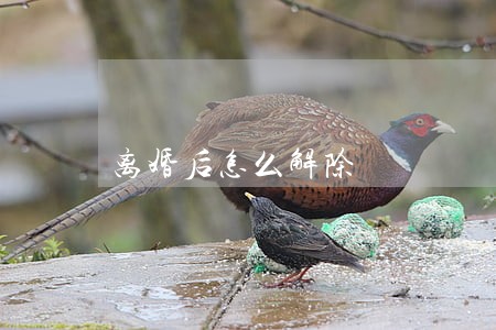 离婚后怎么解除 离婚后怎么解除