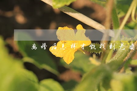 离婚后怎样才能找到老婆