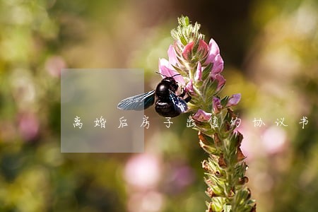 离婚后房子出售的协议书 离婚后房子出售的协议书