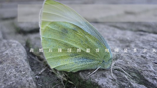 离婚后挽回的最佳时间是多少天