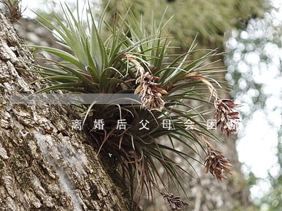 离婚后父母会困扰儿子吗 离婚后父母会困扰儿子吗