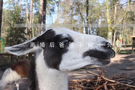 离婚后爸爸不给一分钱 离婚后爸爸不给一分钱