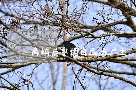 离婚后申请自己当户主 离婚后申请自己当户主