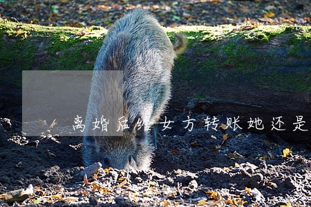 离婚后给女方转账她还是会收