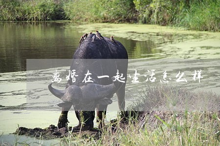 离婚在一起生活怎么样