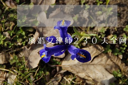 离婚女律师230天全网搜索趋势 离婚女律师230天全网搜索趋势