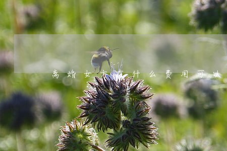 离婚女方有什么费用可以索取 离婚女方有什么费用可以索取