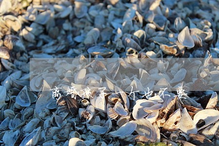 离婚孩子一个也不要
