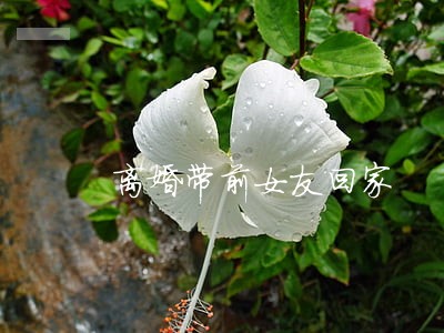 离婚带前女友回家 离婚带前女友回家