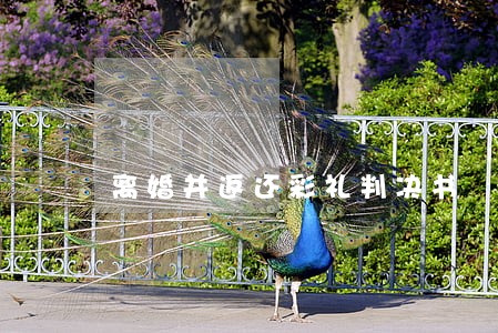离婚并返还彩礼判决书 离婚并返还彩礼判决书
