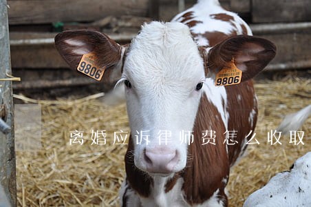 离婚应诉律师费怎么收取 离婚应诉律师费怎么收取